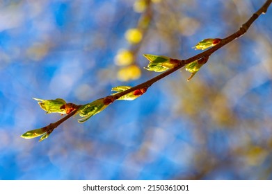 Spring. Early Chestnut Buds. Horse Chestnut Seed Extract Is Used Orally And Topically To Treat Hemorrhoids And Chronic Venous Insufficiency (CVI)