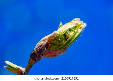 Spring. Early Chestnut Buds. Horse Chestnut Seed Extract Is Used Orally And Topically To Treat Hemorrhoids And Chronic Venous Insufficiency (CVI)