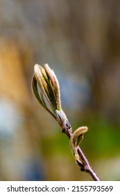 Spring. Early Chestnut Buds. Horse Chestnut Seed Extract Is Used Orally And Topically To Treat Hemorrhoids And Chronic Venous Insufficiency (CVI)