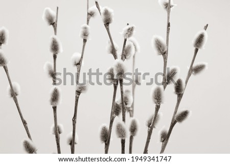 Spring and easter background. Pussy willow branches, sepia. 