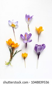 Spring, Easter Floral Composition. Yellow And Violet Crocuses Flowers On White Wooden Background. Styled Stock Photo. Flat Lay, Top View.