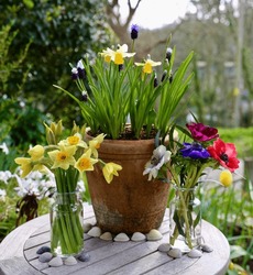 Spring Or Easter Flower Decoration In April UK Potted And Cut Flowers On An Outdoor Table Daffodils, Grape Hyacinths, Narcissus And Anemones 