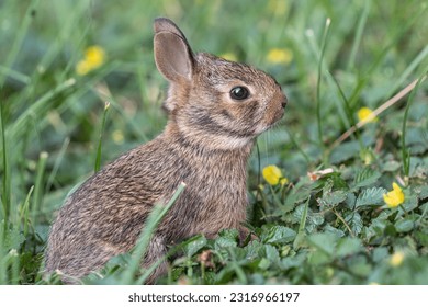 Spring Eastern Cottontail baby bunny (Sylvilagus floridanus) leaves its nest for the first time to explore the green grass in the backyard.