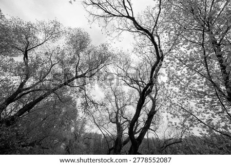Spring at the edge of the forest, trees still partially leafless, black and white