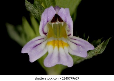 Spring Eyebright (Euphrasia x vernalis). Flower Closeup - Shutterstock ID 2240779627
