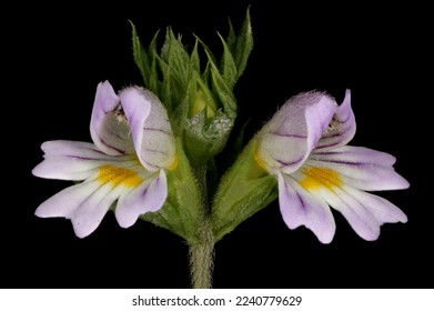 Spring Eyebright (Euphrasia x vernalis). Inflorescence Detail Closeup - Shutterstock ID 2240779629