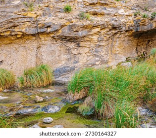 Spring Fed Pool Below Sitting Bull Falls, Sitting Bull Falls  National Recreation Area, New Mexico, USA