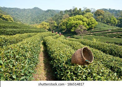 In Spring, Female Tea Plucking Workers In Hangzhou West Lake Longjing Tea Plantation Picking ? China