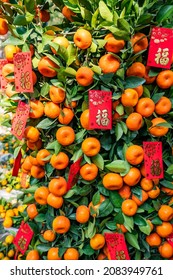 Spring Festival Chinese New Year Red Envelope Decoration On Orange Tree,translation:calligraphy Mean Best Wishes For Chinese New Year