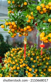 Spring Festival Chinese New Year Red Envelope Decoration On Orange Tree,translation:calligraphy Mean Best Wishes For Chinese New Year