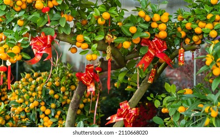 Spring Festival Chinese New Year Red Envelope Decoration On Orange Tree,translation:calligraphy Mean Best Wishes For Chinese New Year