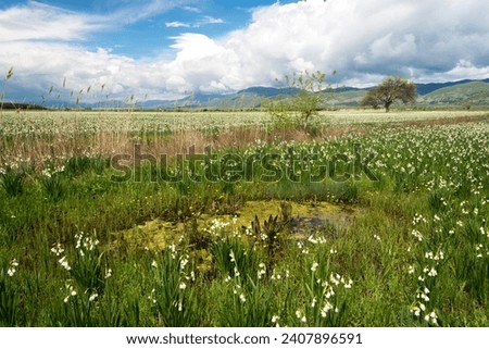 Spring field with blooming marsh snowdrops and fluffy white clouds in the sky. White Summer Snowflake flowers (Leucojum aestivum) in its natural habitat. An ingredient in a drug used to treat poliomye