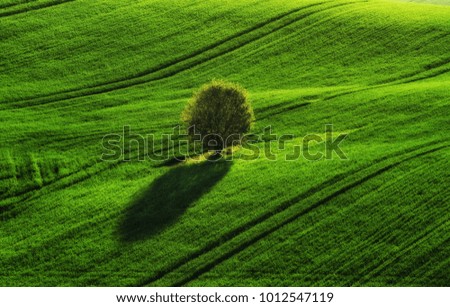 Similar – Baum von oben Natur