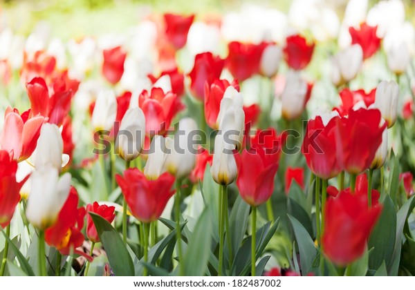 Spring field with red and\
white tulips