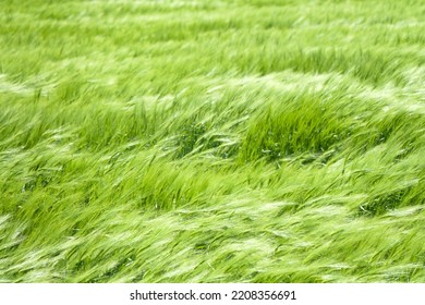 Spring Field. Winter Spinous Wheat, Soft Varieties. Young Ears Of Wheat Glistening In The Sun And Wind. Northern Black Sea Region