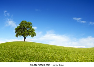 Spring Field Wit Lone Tree