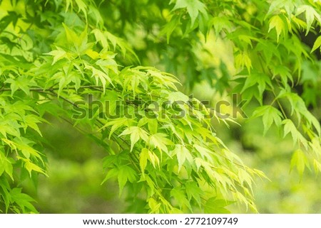 Spring fields and mountains, maple leaves swaying in the spring breeze. 01