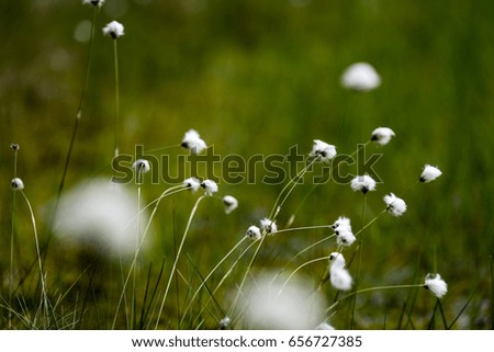 Similar – Foto Bild Sommergrüße SE Umwelt