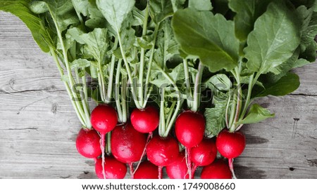 Similar – radish Food Vegetable