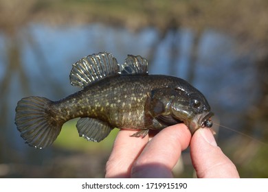  Spring Fishing On The Pond, Perccottus Glenii