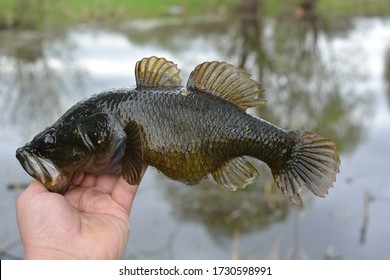 Spring Fishing On The Pond, Perccottus Glenii