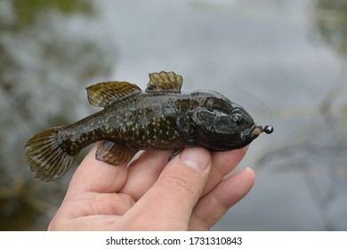 Spring Fishing On The Pond, Perccottus Glenii