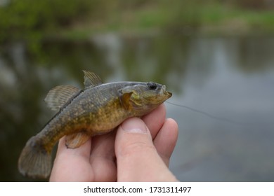 Spring Fishing On The Pond, Perccottus Glenii