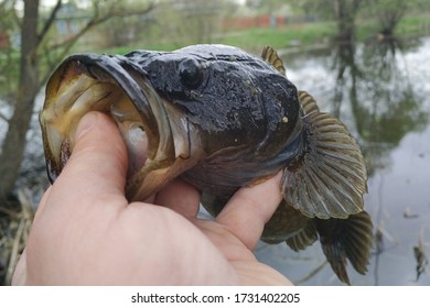 Spring Fishing On The Pond, Perccottus Glenii