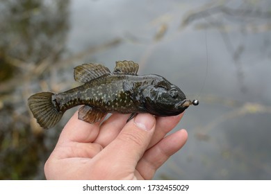 Spring Fishing On The Pond, Perccottus Glenii