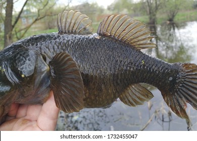 Spring Fishing On The Pond, Perccottus Glenii