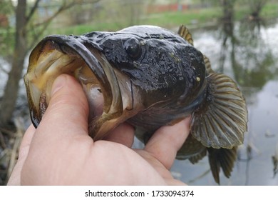 Spring Fishing On The Pond, Perccottus Glenii