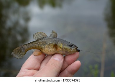 Spring Fishing On The Pond, Perccottus Glenii