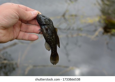 Spring Fishing On The Pond, Perccottus Glenii