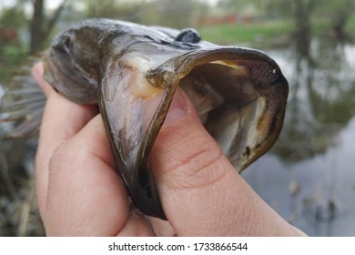 Spring Fishing On The Pond, Perccottus Glenii