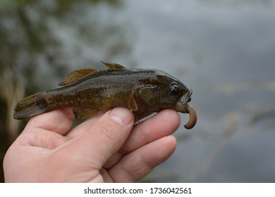 Spring Fishing On The Pond, Perccottus Glenii