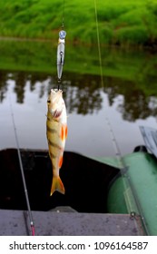 Spring fishing on the river with spinning. A perch caught on a wobbler, on a pond in May.