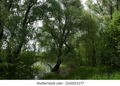 Spring Flood On The Desna River