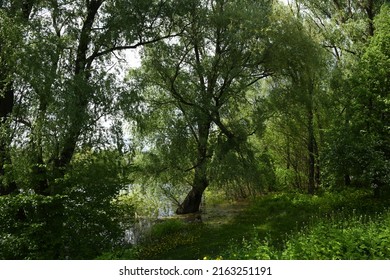 Spring Flood On The Desna River