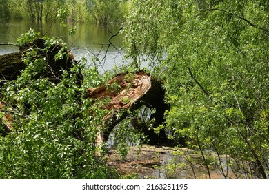 Spring Flood On The Desna River