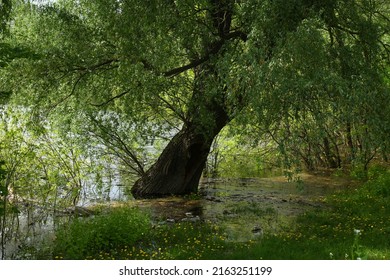 Spring Flood On The Desna River