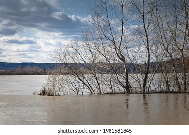 Spring Flood On The River, Flooded Trees