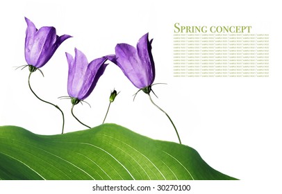 spring flora against white background.