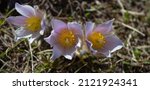 Spring floral background. Alpine anemone flowers (Pulsatilla alpina) found at Passo Staulanza on a high altitude meadow in the Dolomites, Italy.