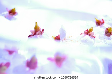 Spring Floral Background. Beautiful Gentle Cherry Flowers On The Water. Flowers On Water.