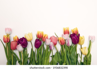 Spring floral background with copy space. Flat-lay frame made of tulips blossom flowers with water drops, top view, wide composition. Womens day, mothers day holiday greeting card