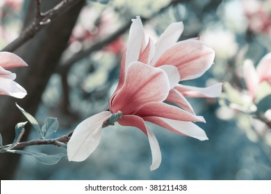 Spring floral background with magnolia flowers.For this photo applied toning effect.