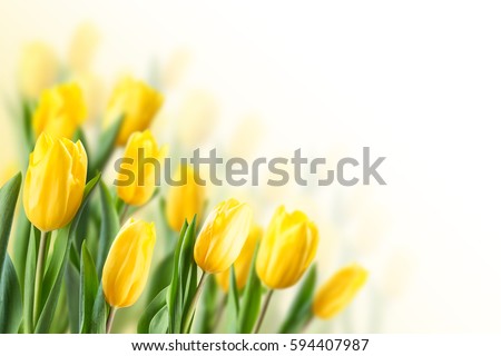 Spring floral background with tulip flowers. Holiday and seasonal design