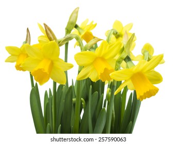 Spring floral border, beautiful fresh narcissus flowers, isolated on white background (selective focus)