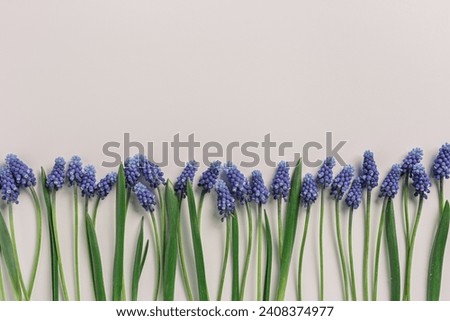 Spring floral composition, Grape hyacinth Muscari flowers. Blue muscari bouquet. Minimal nature flowery still life, blooming plant on beige background, copy space. Spring seasonal styling, flat lay