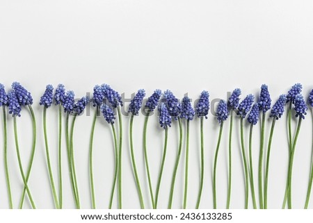 Spring floral composition, Grape hyacinth Muscari flowers. Blue muscari bouquet. Minimal nature flowery still life, blooming plant on white background, copy space. Spring seasonal styling, flat lay